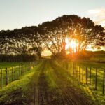 Regione Abruzzo, bando per investimenti non produttivi agricoli con finalità ambientali: definite le date dello sportello