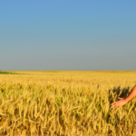 Dal 30 ottobre al via ‘Generazione Terra’, il bando Ismea dedicato ai giovani agricoltori.