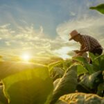Come aprire un’azienda agricola, passi, autorizzazioni e bonus disponibili