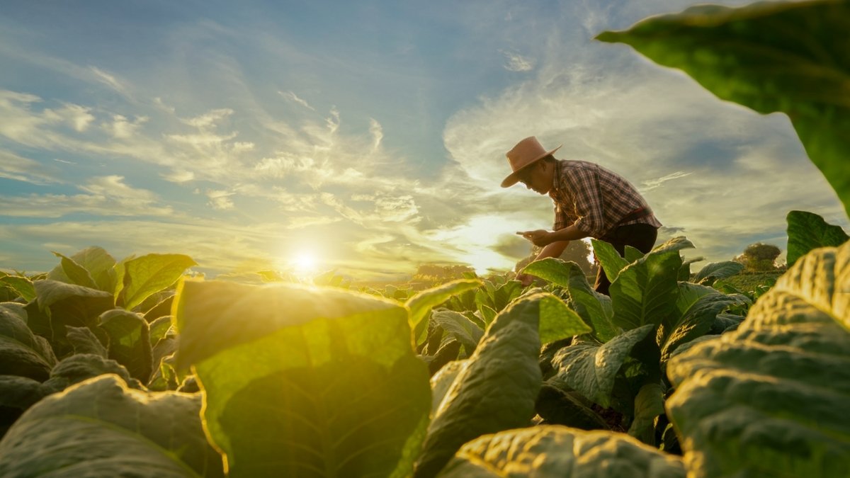 Come aprire un’azienda agricola, passi, autorizzazioni e bonus disponibili
