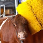 Benessere animale, nuovo bando per gli allevatori abruzzesi