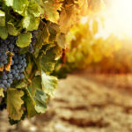 MASAF, interventi per ristrutturazione e riconversione vigneti e investimenti nel settore vitivinicolo: pubblicati i decreti
