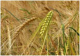 FONTI INPA:CONCORSO 08_ TEC_CREA_2025 Consiglio per la ricerca in agricoltura e l’analisi dell’economia agraria