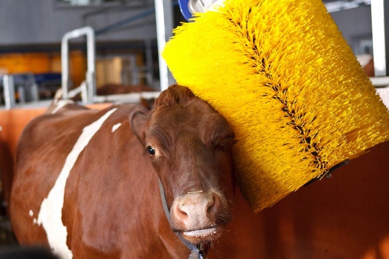 FONTI FIRA:Benessere animale, aperto lo sportello del bando per gli allevatori abruzzesi