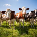 FONTI FIRA: Contributi per il sostegno del comparto bovino da carne, AGEA proroga il termine per la presentazione della domande di aiuto