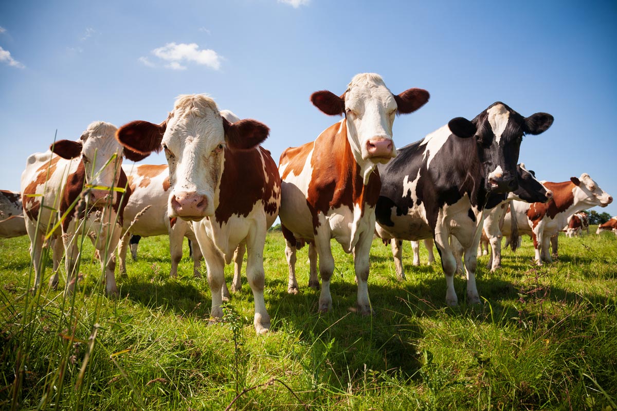 FONTI FIRA: Contributi per il sostegno del comparto bovino da carne, AGEA proroga il termine per la presentazione della domande di aiuto