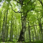 FONTI FIRA: Bando “Investimenti per la prevenzione ed il ripristino danni foreste”, domande al via dal 3 giugno