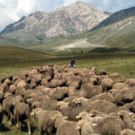 FONTI FIRA:Masaf, Avviso pubblico per l’accesso al Fondo Transumanza