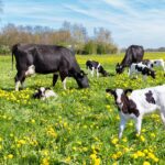 FONTI FIRA; Bando Intervento SRD02 del CSR Abruzzo a sostegno degli investimenti per il benessere animale: domande al via