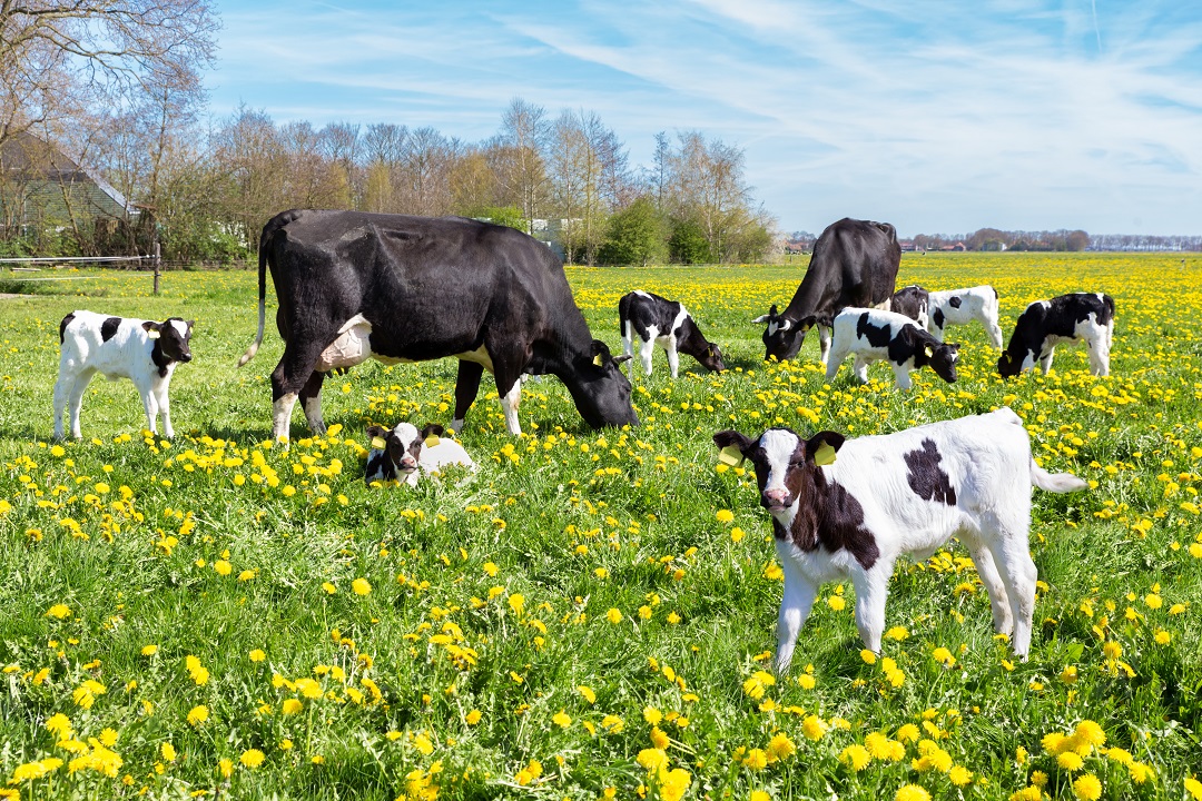 FONTI FIRA; Bando Intervento SRD02 del CSR Abruzzo a sostegno degli investimenti per il benessere animale: domande al via