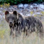 FONTI FIRA: Bando ‘Armonia e Rispetto’, finanziamenti per progetti dedicati alla tutela ambientale e alla biodiversità