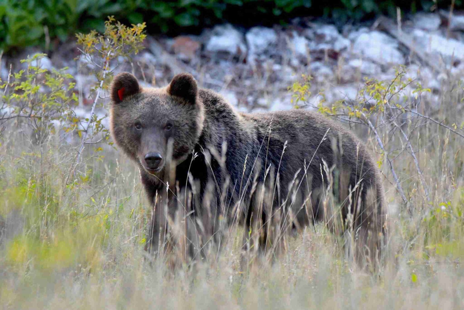 FONTI FIRA: Bando ‘Armonia e Rispetto’, finanziamenti per progetti dedicati alla tutela ambientale e alla biodiversità