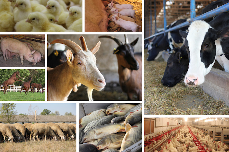 Zootecnia, polizze assicurative 2023: domande di aiuto entro il 30 settembre