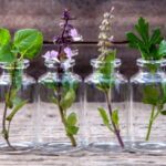 FONTI FIRA: Fondo per lo sviluppo delle colture di piante aromatiche e officinali biologiche, contributi per progetti di ricerca