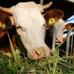 FONTI FIRA:Agricoltura: attivi bandi regionali su investimenti benessere animale e apicoltura