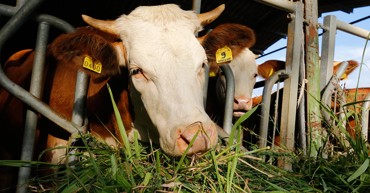FONTI FIRA:Agricoltura: attivi bandi regionali su investimenti benessere animale e apicoltura