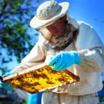 FO9NTI FIRA: Apicoltura, aperto il bando per le imprese apistiche che hanno subìto perdite economiche nelle annualità 2020 e 2021