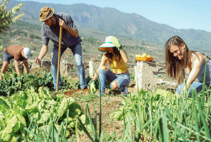FONTI FIRA: Parte &lsquo;Pi&ugrave; Impresa&rsquo; il bando Ismea per l&rsquo;imprenditoria giovanile e femminile in agricoltura