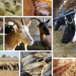 FONTI FIRA:Allevatori custodi dell’Agrobiodiversità, pronto il bando annualità 2026