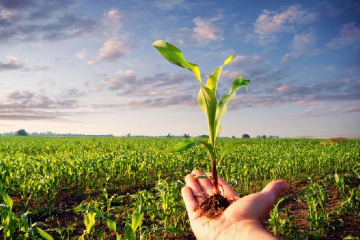 FONTI FIRA:Fondo per la sovranità alimentare, pubblicato il Decreto MASAF con criteri e modalità di attuazione per le annualità 2025/2026